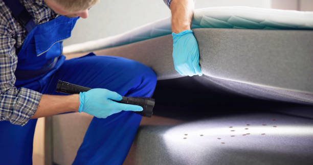 Best Wasp Removal Services  in Von Ormy, TX