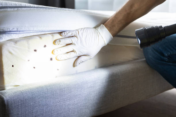 Best Termite Control Services  in Von Ormy, TX